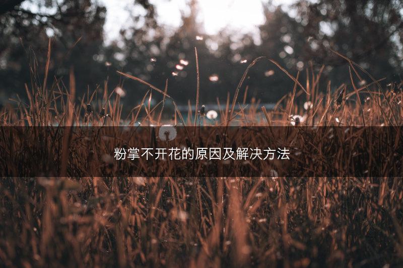 粉掌不开花的原因及解决方法(图1)