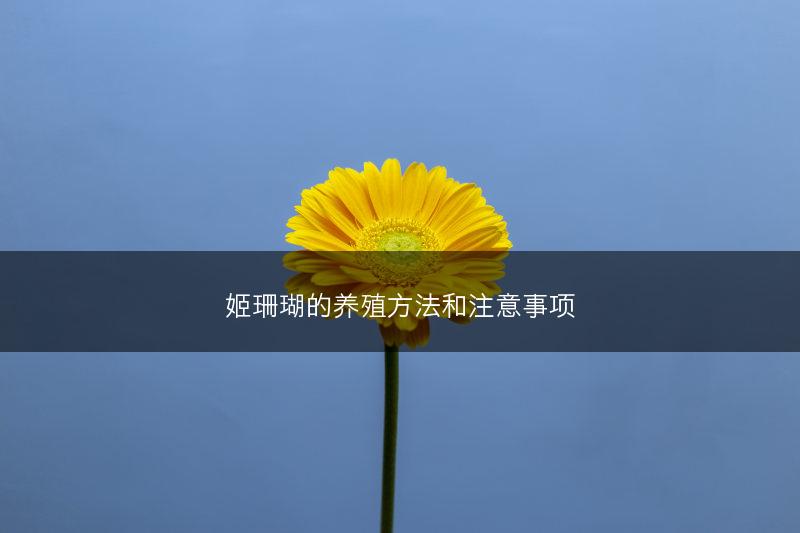 姬珊瑚的养殖方法和注意事项(图1)
