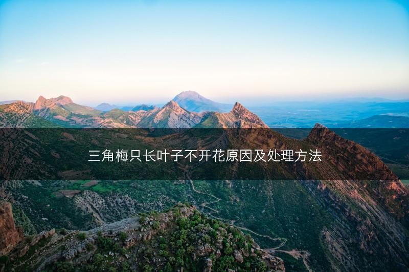 三角梅只长叶子不开花原因及处理方法(图1)