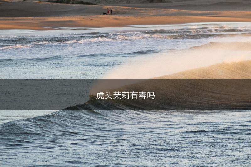 虎头茉莉有毒吗(图1)