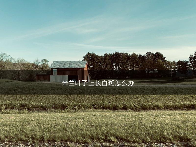 米兰叶子上长白斑怎么办(图1)