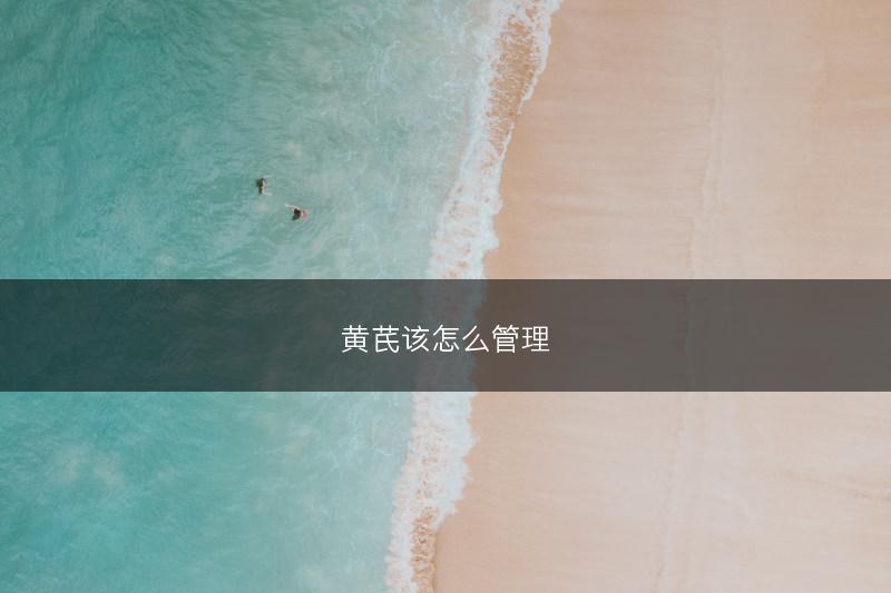 黄芪该怎么管理(图1)