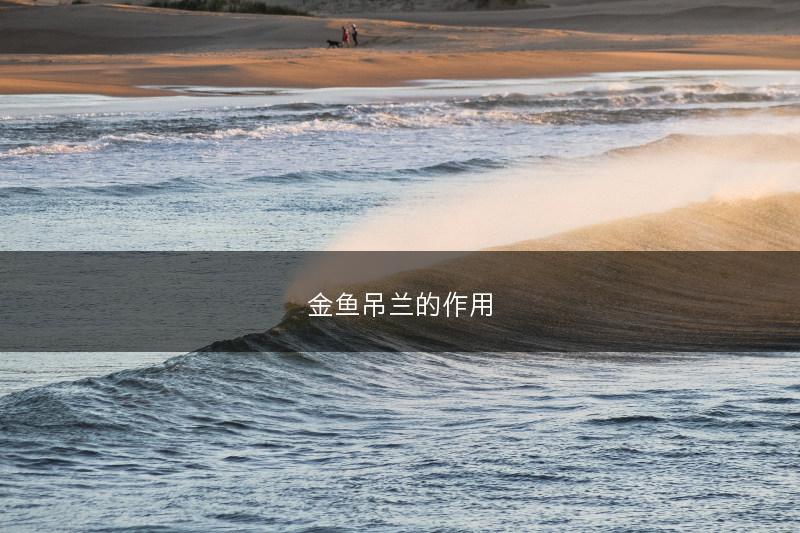 金鱼吊兰的作用(图1)