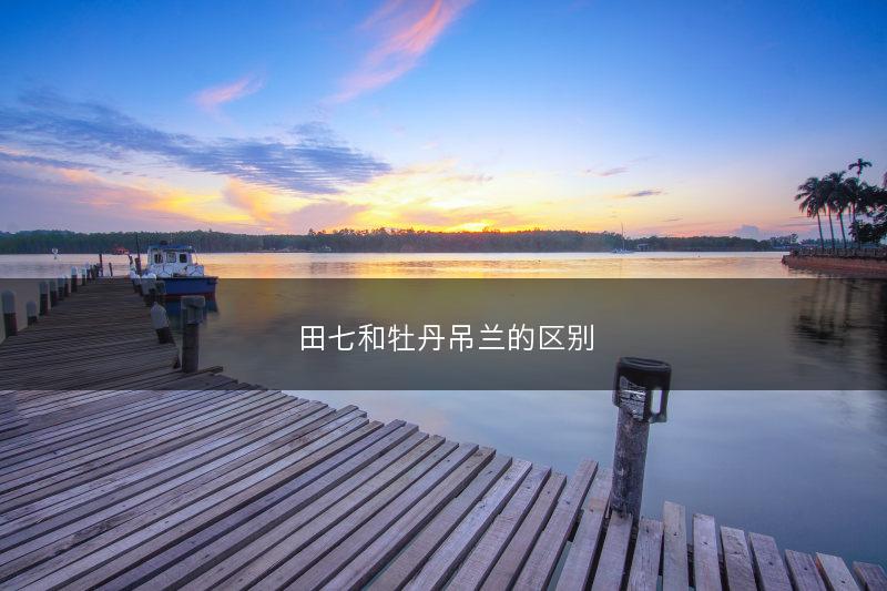 田七和牡丹吊兰的区别(图1)