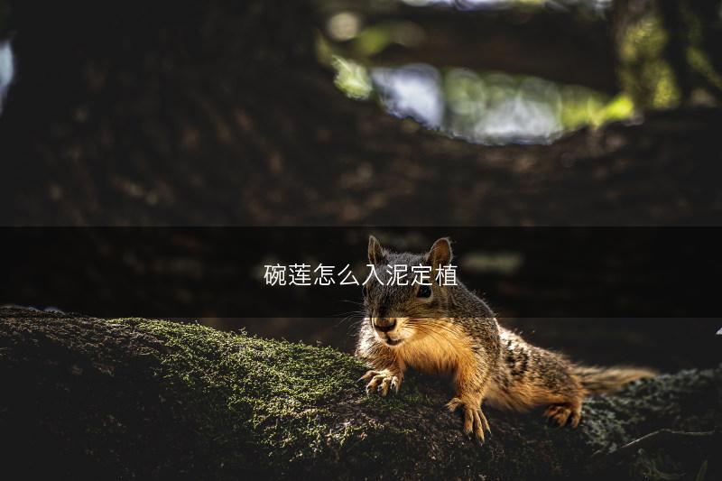 碗莲怎么入泥定植(图1)