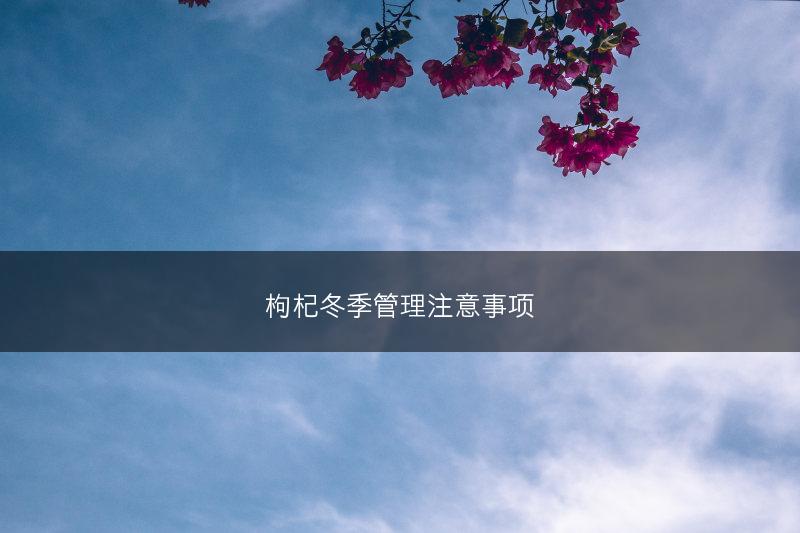 枸杞冬季管理注意事项(图1)