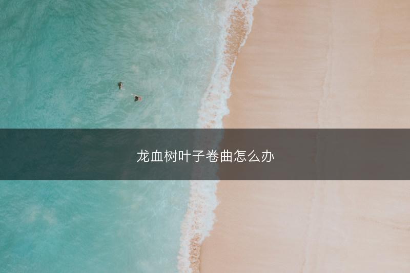 龙血树叶子卷曲怎么办(图1)
