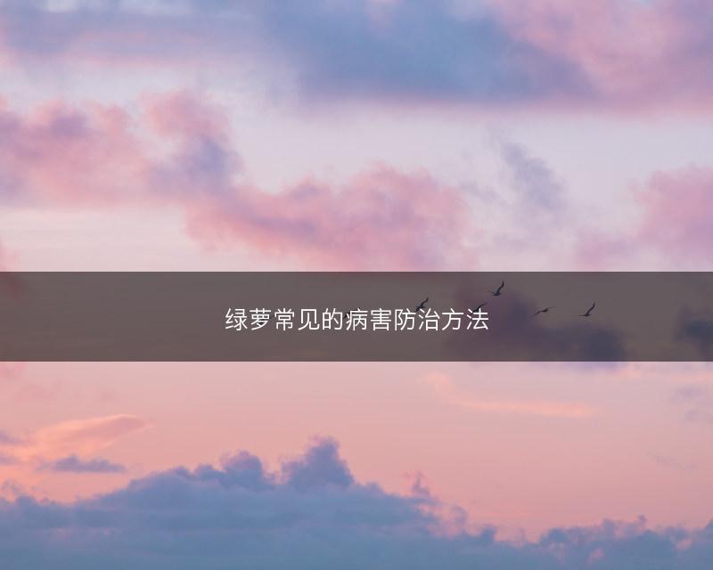 绿萝常见的病害防治方法(图1)