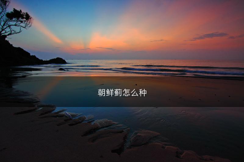 朝鲜蓟怎么种(图1)