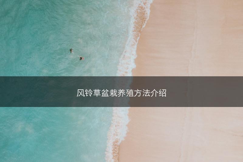 风铃草盆栽养殖方法介绍(图1)