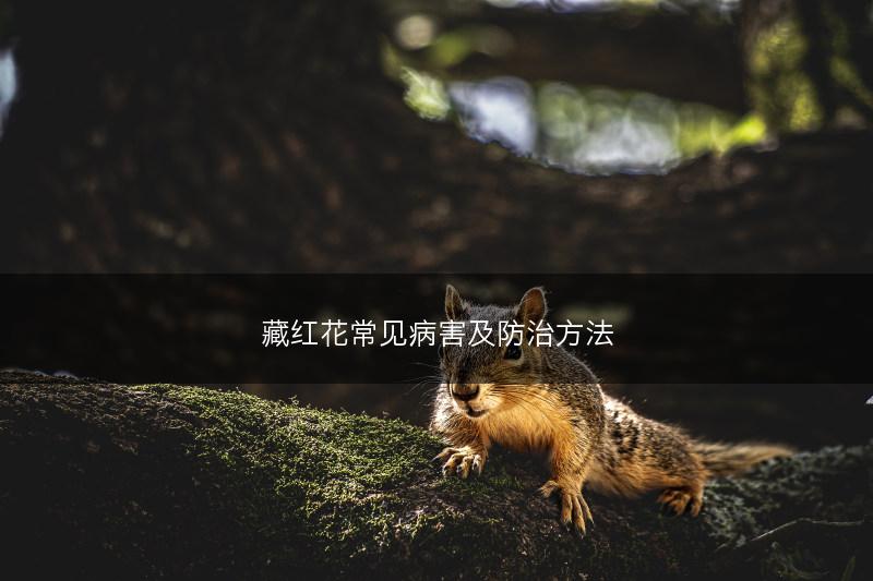 藏红花常见病害及防治方法(图1)