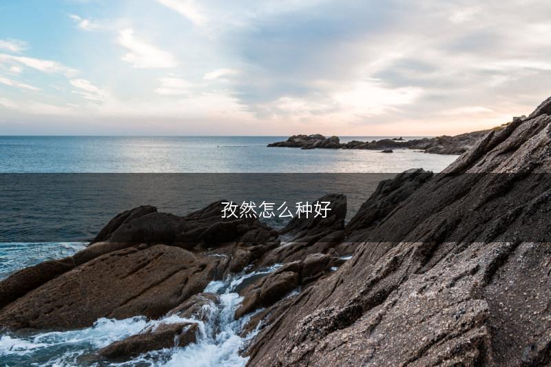 孜然怎么种好(图1)