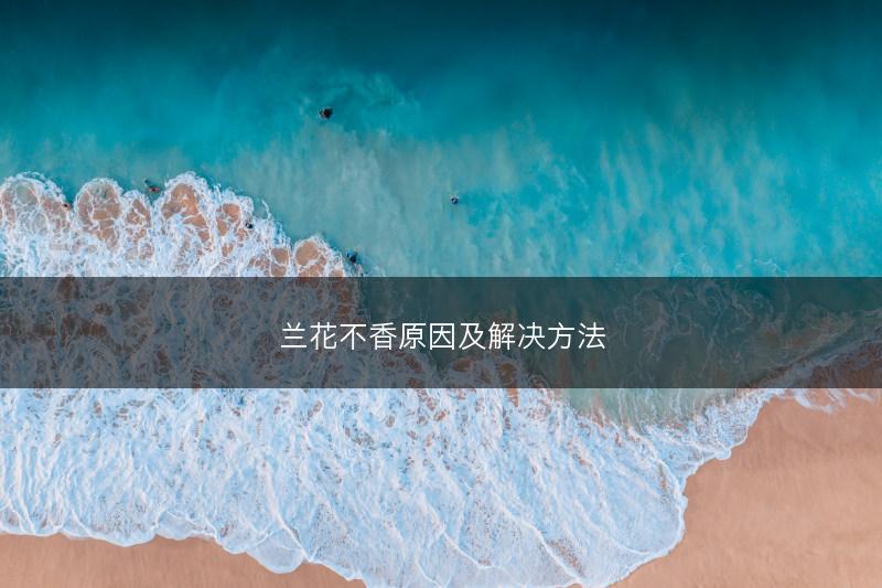 兰花不香原因及解决方法(图1)