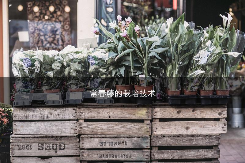 常春藤的栽培技术(图1)