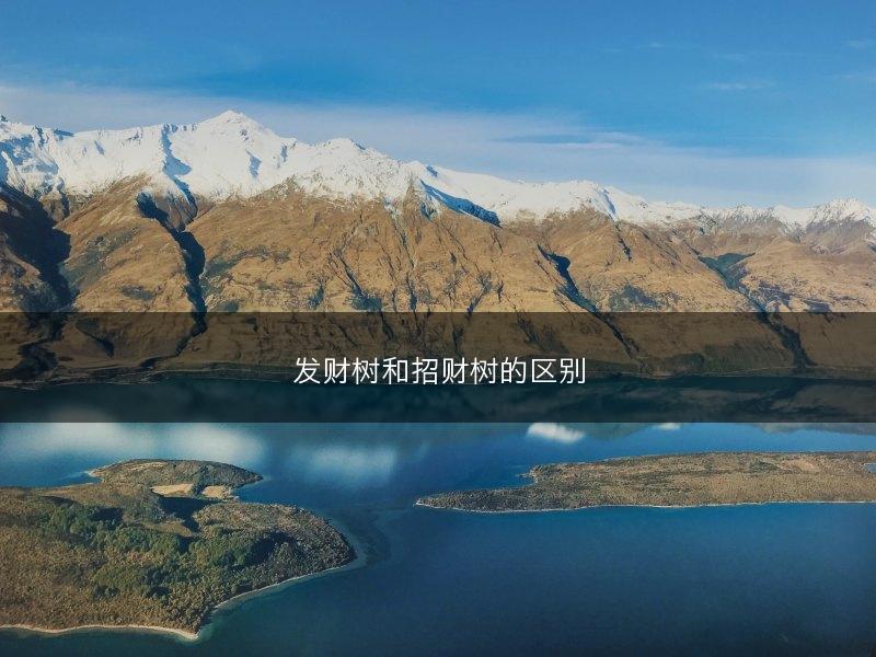 发财树和招财树的区别(图1)
