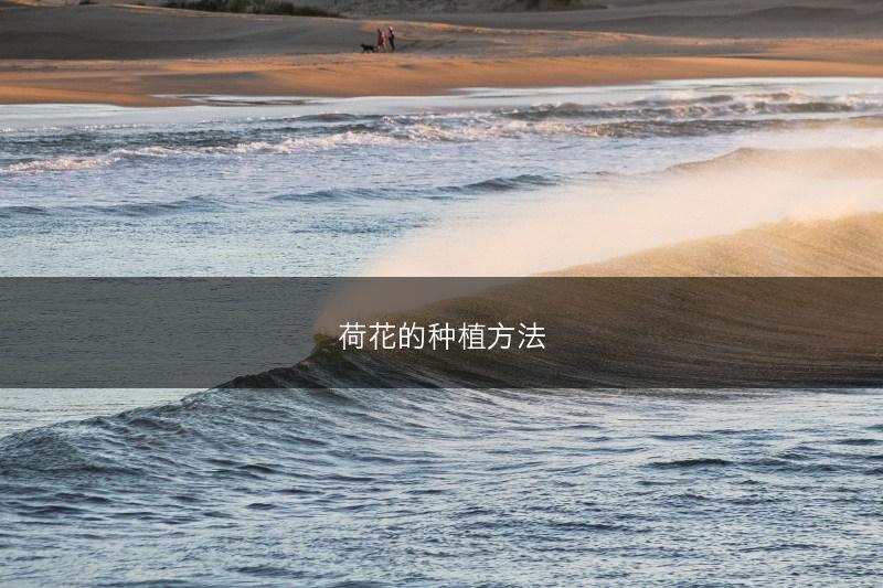 荷花的种植方法(图1)