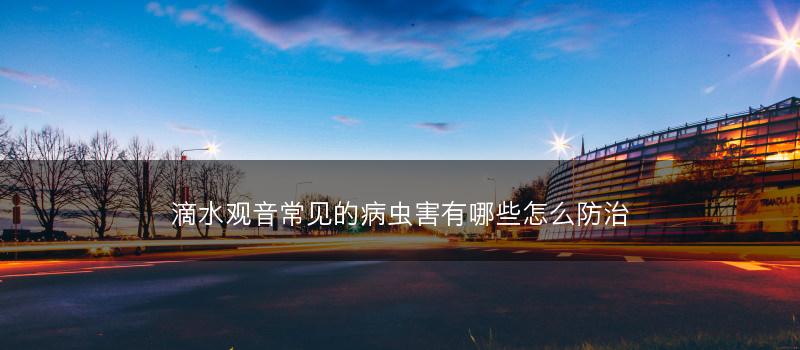 滴水观音常见的病虫害有哪些怎么防治(图1)
