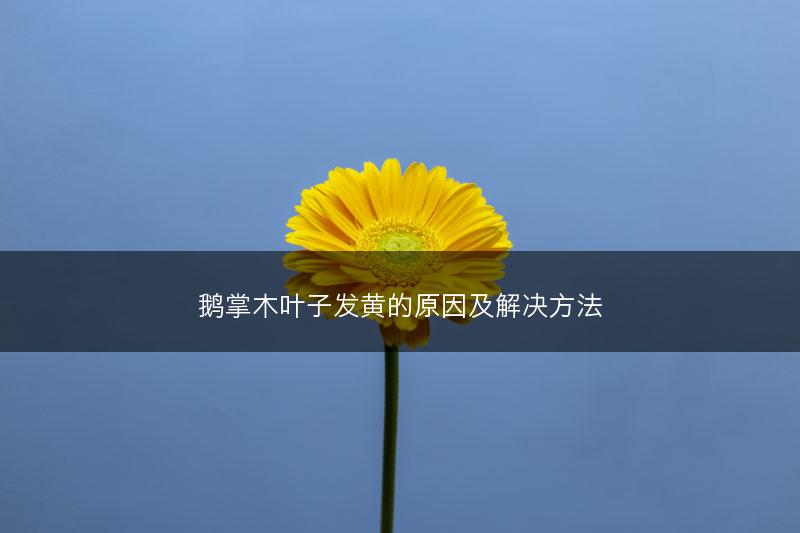 鹅掌木叶子发黄的原因及解决方法(图1)