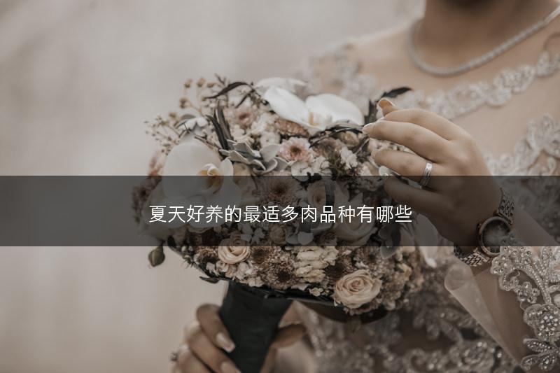 夏天好养的最适多肉品种有哪些(图1)