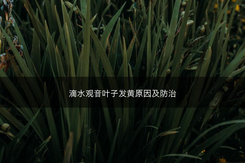 滴水观音叶子发黄原因及防治(图1)