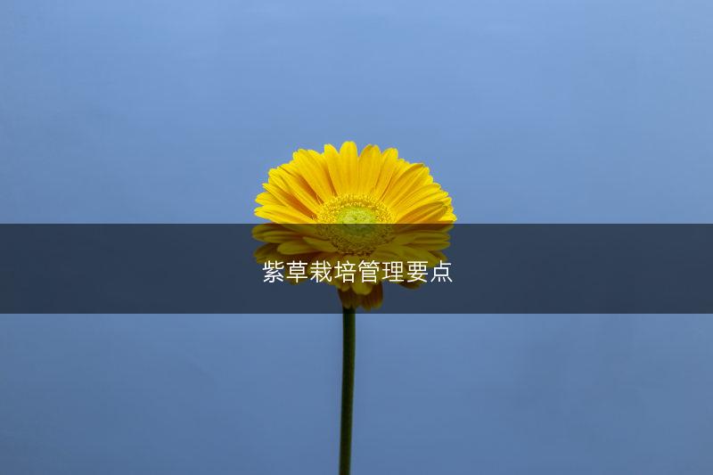 紫草栽培管理要点(图1)