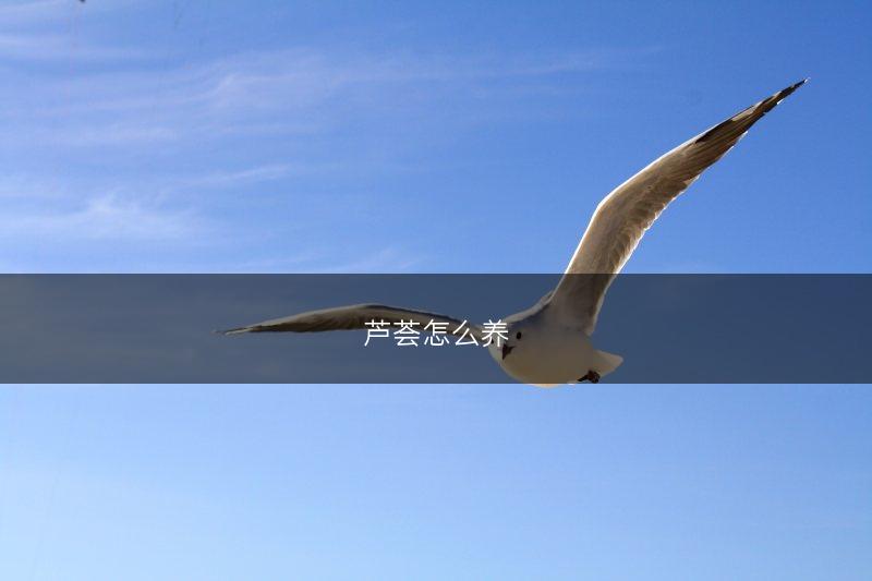 芦荟怎么养(图1)