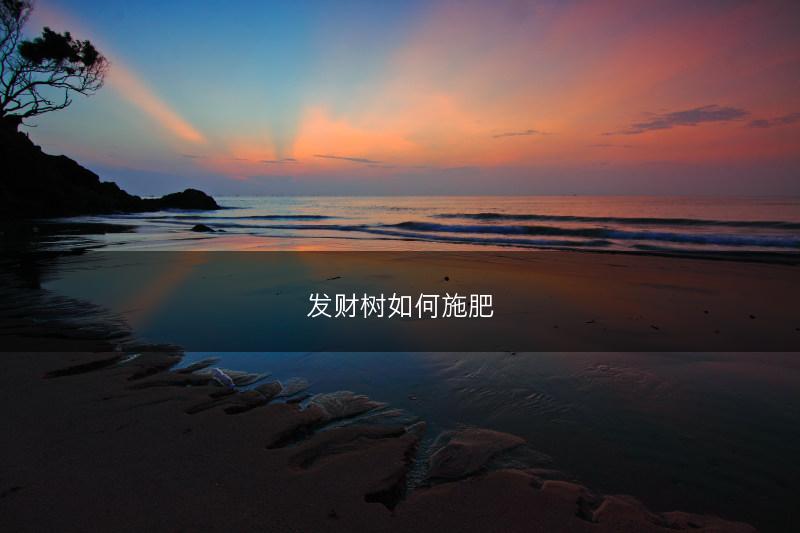 发财树如何施肥(图1)