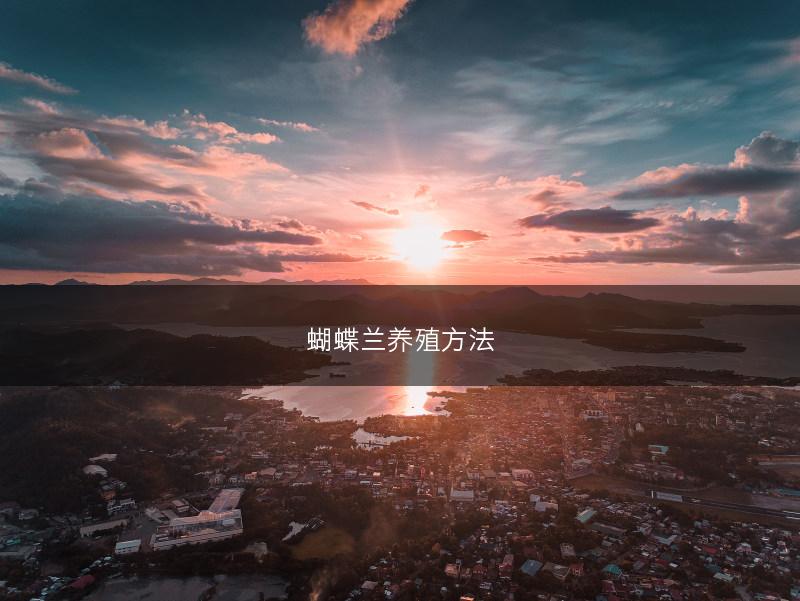 蝴蝶兰养殖方法(图1)
