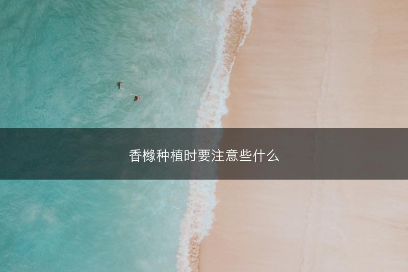 香橼种植时要注意些什么(图1)