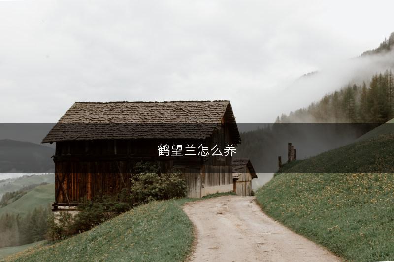 鹤望兰怎么养(图1)