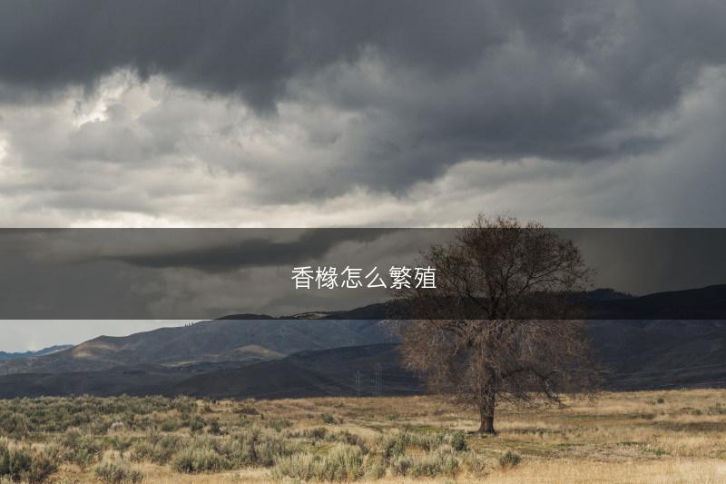 香橼怎么繁殖(图1)