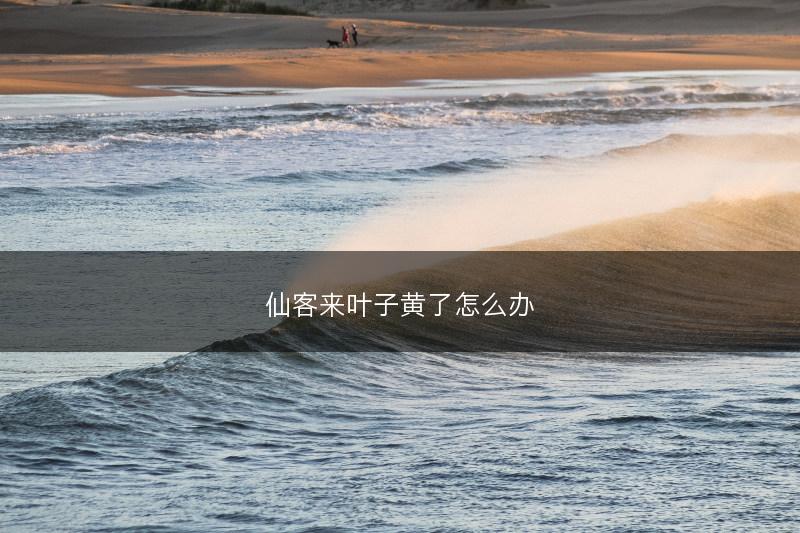 仙客来叶子黄了怎么办(图1)