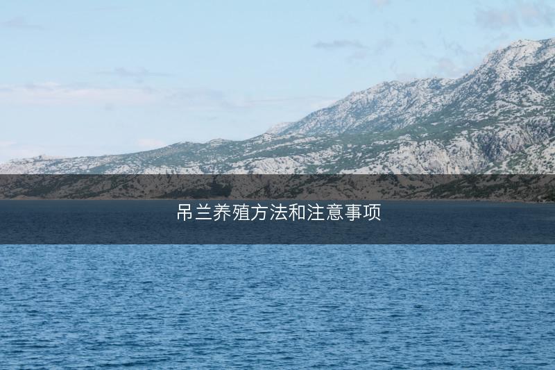 吊兰养殖方法和注意事项(图1)
