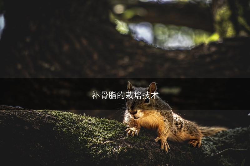 补骨脂的栽培技术(图1)