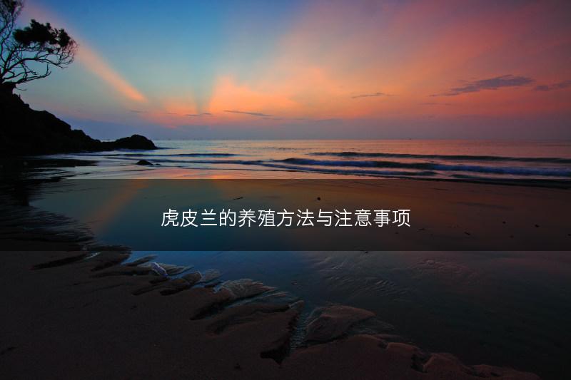 虎皮兰的养殖方法与注意事项(图1)