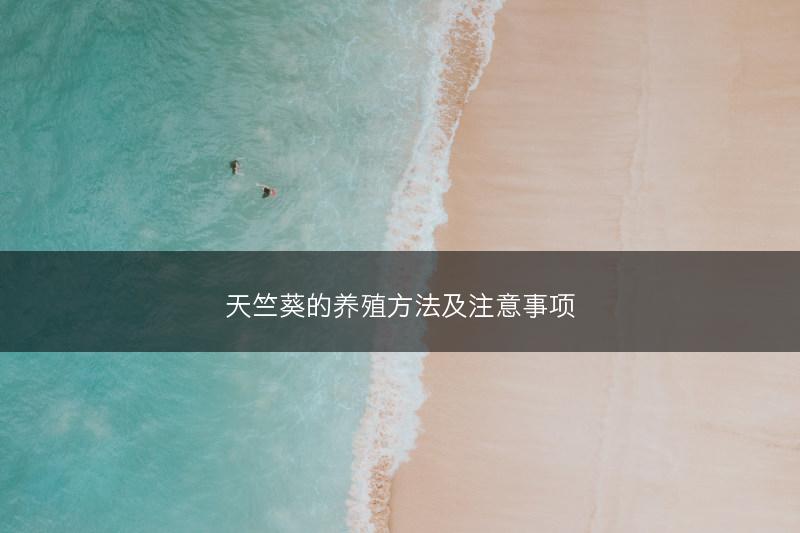 天竺葵的养殖方法及注意事项(图1)