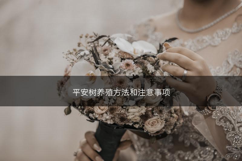 平安树养殖方法和注意事项(图1)