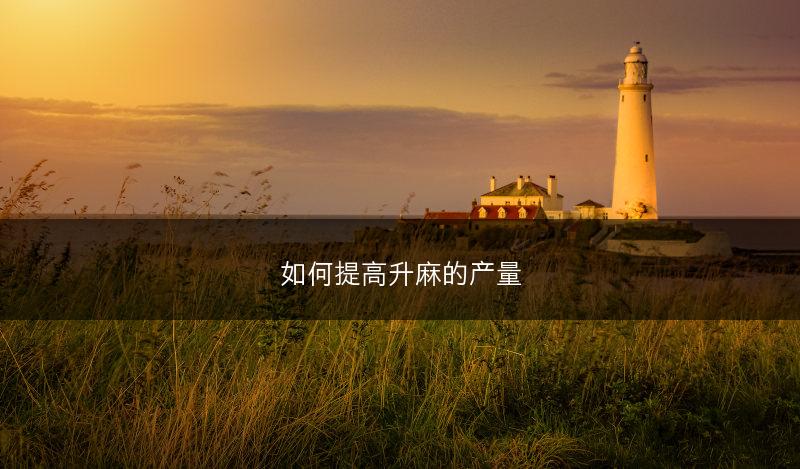 如何提高升麻的产量(图1)