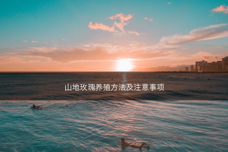 山地玫瑰养殖方法及注意事项(图1)