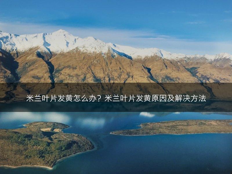 米兰叶片发黄怎么办？米兰叶片发黄原因及解决方法(图1)