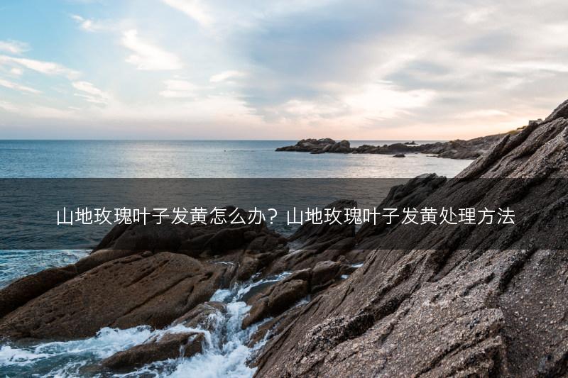 山地玫瑰叶子发黄怎么办？山地玫瑰叶子发黄处理方法(图1)