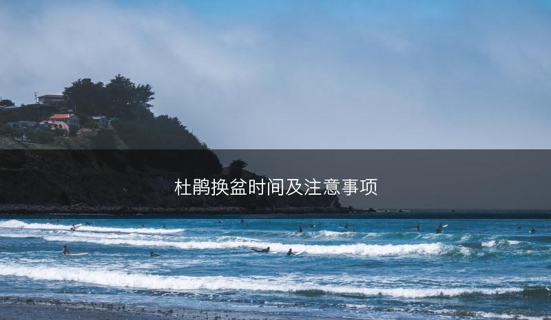 杜鹃换盆时间及注意事项(图1)