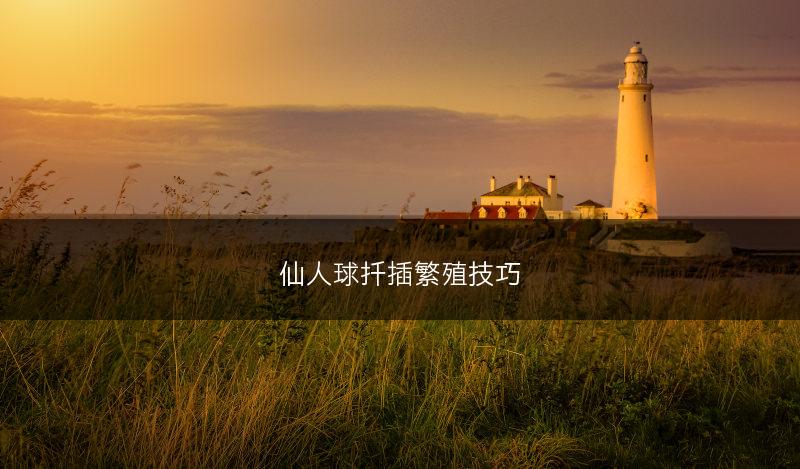 仙人球扦插繁殖技巧(图1)