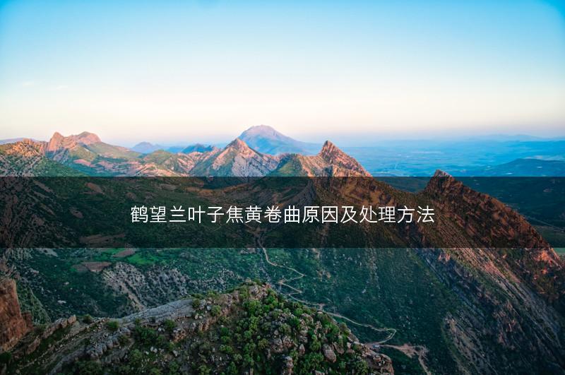 鹤望兰叶子焦黄卷曲原因及处理方法(图1)