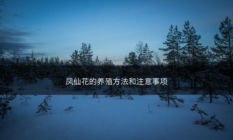 凤仙花的养殖方法和注意事项(图1)