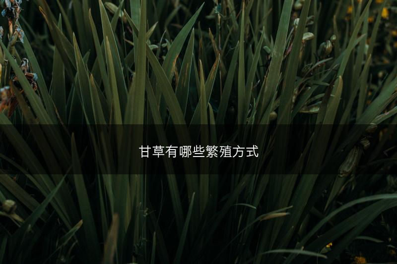 甘草有哪些繁殖方式(图1)