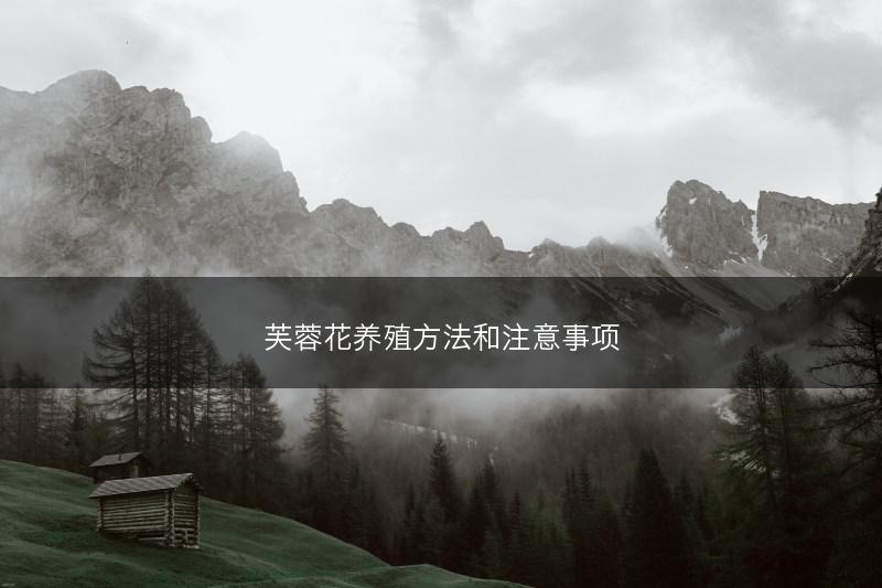 芙蓉花养殖方法和注意事项(图1)