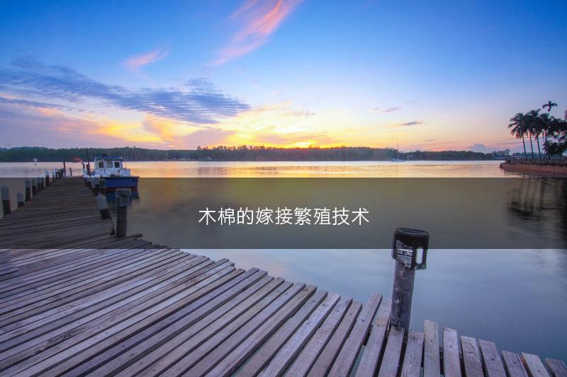 木棉的嫁接繁殖技术(图1)