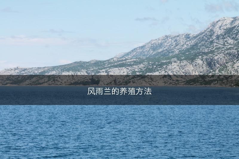 风雨兰的养殖方法(图1)