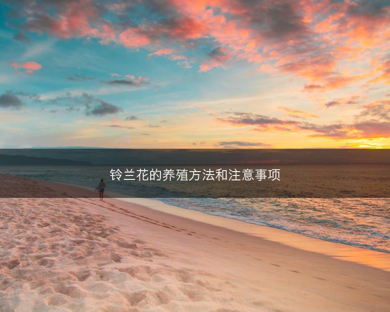 铃兰花的养殖方法和注意事项(图1)
